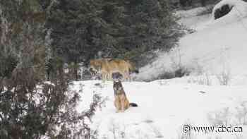 B.C. man photographs rare encounter with pack of wolves