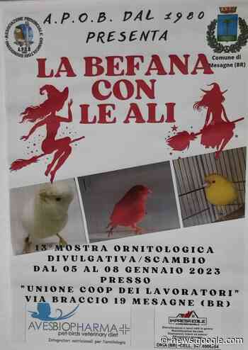 Mostra ornitologica "La Befana con le ali" - Qui Mesagne