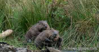 Voor GroenRand is 2023 het jaar van de bever - Het Laatste Nieuws