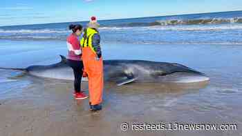 Sei whale euthanized after stranded on beaches of Outer Banks