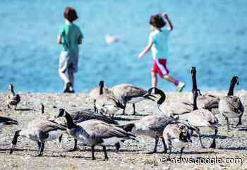 Why are landscape changes better than goose culls? - Delta Optimist