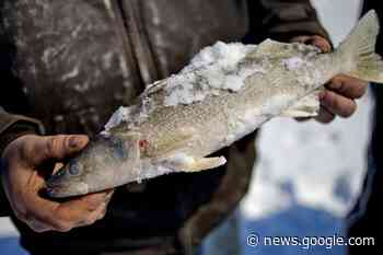 Midland chemist discusses study on harmful PFAS in freshwater fish - Midland Daily News