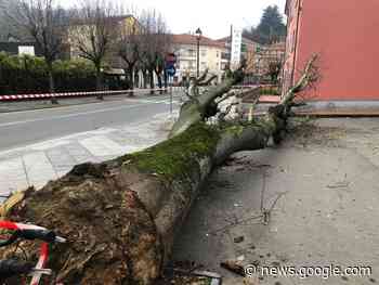 Albero caduto ad Acqui in zona Bagni: per fortuna nessun ferito - Radio Gold