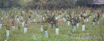 Vimercate pianta 100 alberi nuovi e dà la caccia alle zanzare - Il Cittadino di Monza e Brianza