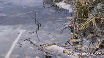 Maintal: Fischsterben gibt Rätsel auf - op-online.de