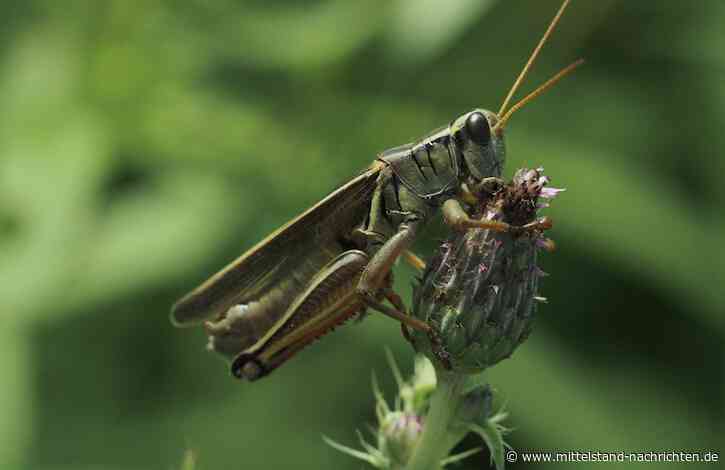 Hausgrille als Lebensmittel in EU zugelassen: Was das für die Branche bedeutet