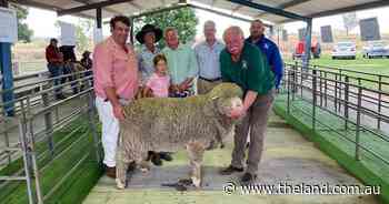 Rams hit $1900 at Kurrajong Park sale