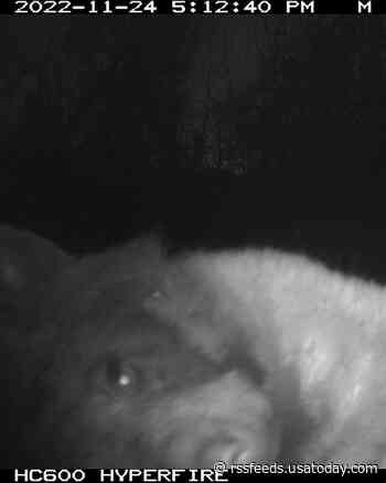 They set up cameras to learn about wildlife. This bear used it to take 400 selfies.
