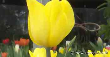 Listo el tulipán holandés en Atlixco previo al 14 de febrero - TV Azteca Puebla