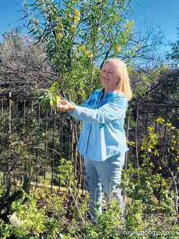 Agoura resident is Gardener of the Year - The Acorn