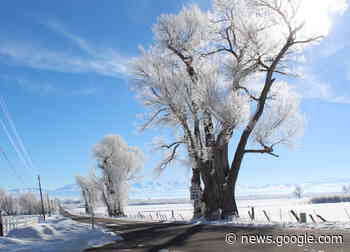 JoAnne Skelly: The winter gardener | Serving Carson City for over ... - Nevada Appeal