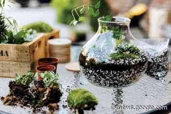 Ask a Master Gardener: How to create a garden in a terrarium - Addison County Independent