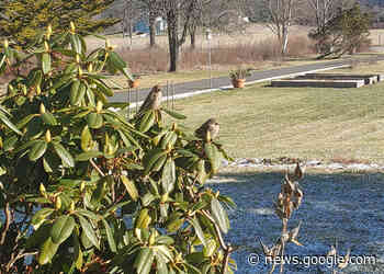 THE LAZY BERKSHIRE GARDENER: Week of January 26, 2023 - theberkshireedge.com