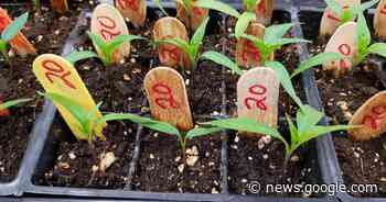 Learn to become a better gardener through U of I extension online ... - Shaw Local News Network