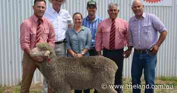 Nerstane Merinos and Poll Merinos meet the market