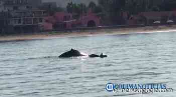 Visualizan ballenas en las playas de Manzanillo (video) - colimanoticias