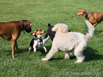 City Of Concord Dog Parks To Close For Annual Maintenance - Patch