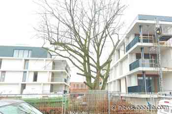 Monumentale boom in Echt moet uiteindelijk toch wijken voor ... - De Limburger