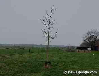 Samen kleuren we de Stad: plant een gratis boom - Harderwijkse Zaken