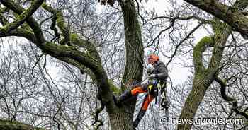 Hoog de boom in met een kettingzaag: wandelaars in Beek kunnen ... - De Gelderlander