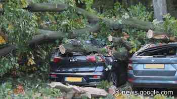 13 auto's verpletterd onder omgevallen boom, schade eindelijk ... - Omroep Brabant