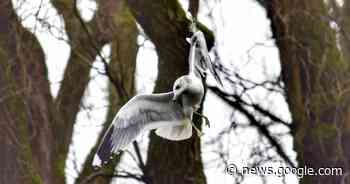 Meeuw hangt aan visdraad in boom in Tilburg - BD.nl