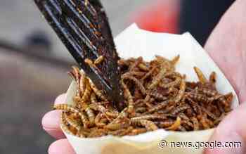 EU erlaubt Schimmelkäfer in Lebensmitteln: Experte der Uni ... - Bayreuther Tagblatt