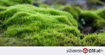 Biologie: Moose verzweigen sich anders als Bäume - ORF