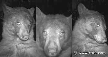 This Bear Really Knows How to Take a Selfie     - CNET