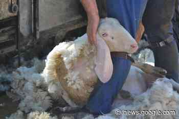 “Tramando S'Innova”: promuovere lo sviluppo integrato della filiera ... - Agenzia askanews