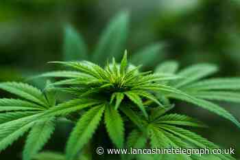 Cannabis farm found in Accrington following police raid