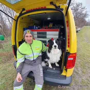 Hund eingesperrt: ÖAMTC rettet süßen Boarder Collie Shadow aus ... - meinbezirk.at