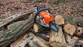 Unbekannte sägen unerlaubt 50 Bäume in Raben Steinfeld ab - svz – Schweriner Volkszeitung