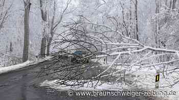 Umgestürzte Bäume: Gefahr durch Eis- und Schneelast im Harz