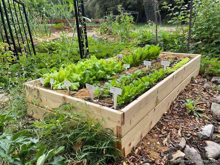 Growing Things: Foundations for growing veggies