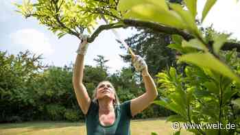Handschere, Schwertsäge, Broadfork – das können Hobbygärtner von den Profis lernen