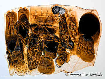 Kontrollerfolge in Ulm am Weltzolltag