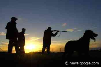 Jacht op verwilderde katten rond Akkrum-Nes - Akkrum.net, de ... - www.akkrum.net