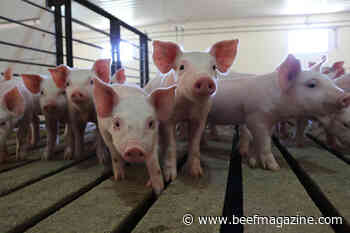 USask awarded $5.2 million for livestock, forage research projects