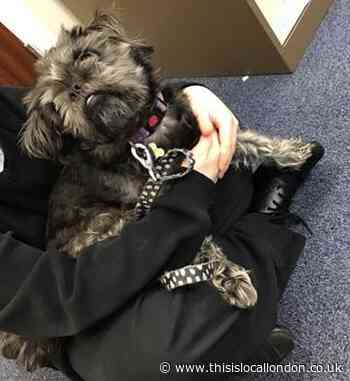 The Healing Powers of Therapy Dogs in Schools