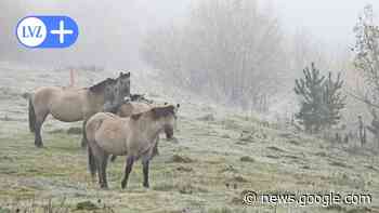 Borna: Flächen um Bockwitzer See bieten ungewöhnlichen Tierarten eine Heimat - Leipziger Volkszeitung