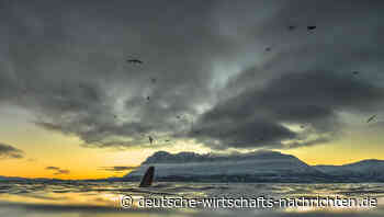 Große Mengen Seltene Erden unter norwegischem Meeresboden