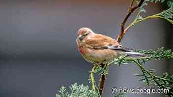 Hunderte beteiligen sich an Vogelzählung im Kreis Gotha - Thüringer Allgemeine