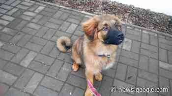 Vierbeiner mit viel Charme warten im Tierheim Gotha - Thüringer Allgemeine