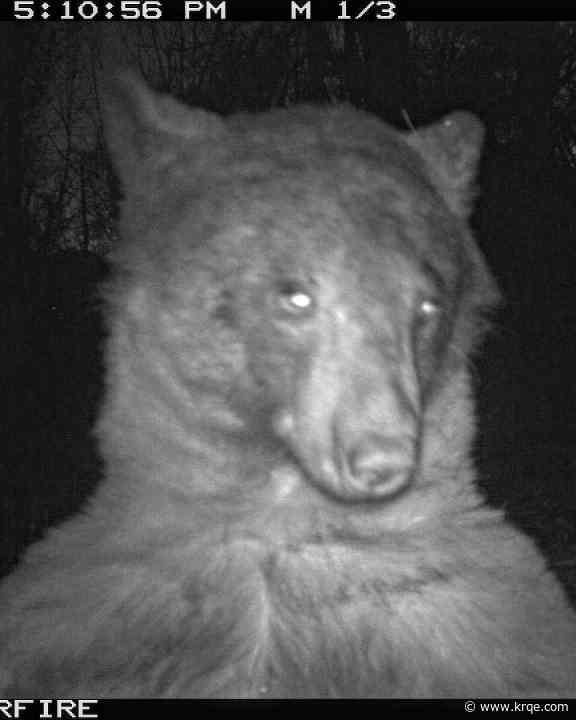 Colorado bear takes 400 'selfies' on trail camera