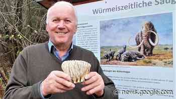 Fossil bei Holzkirchen: Mammut-Backenzahn gefunden ... - Merkur.de