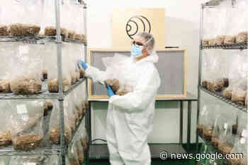 Medical mushroom company terminates lease at Vernon facility ... - Vernon Morning Star