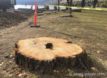 City of Vernon to remove more trees at Kin Beach Park - Vernon News - Castanet.net