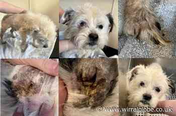 Wirral RSPCA saves neglected dog, 13, from being put down