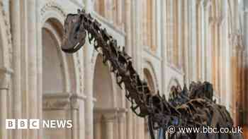 Coventry museum's excitement builds for Dippy the dinosaur